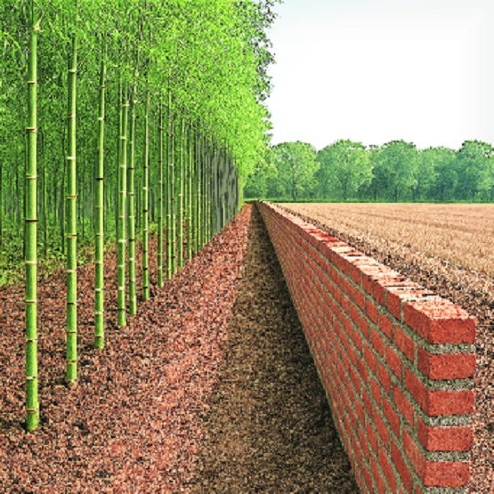 Bamboo barriers walls to tackle 