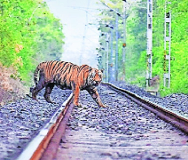 Construct underpasses fence rly lines in forest areas 