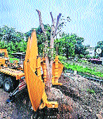 Tree transplantation: NMC’s
