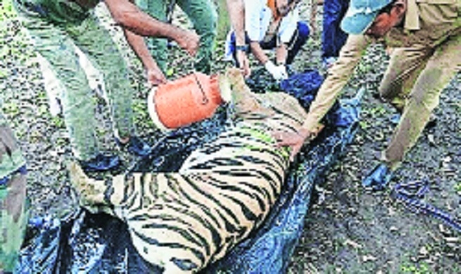 TATR identifies 2 tigresses for 