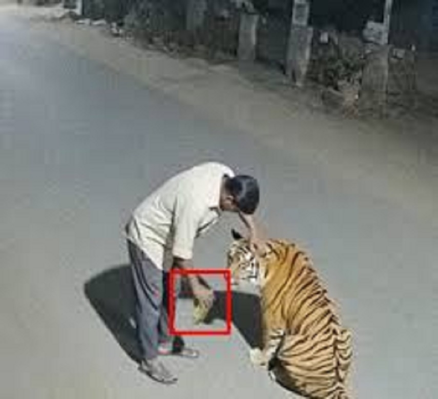 Nagpur Rural Police issue notice to Mumbai man over fake AI Tiger video