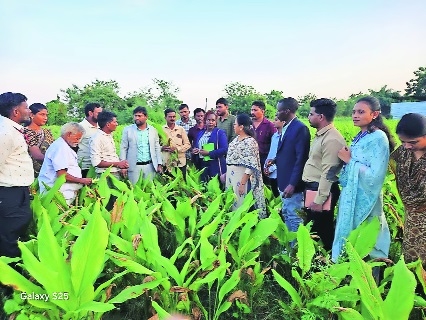 Kenyan team visits Waigaon turmeric farms