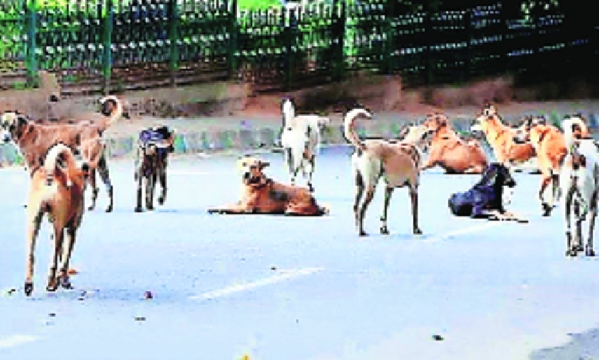 STRAY DOGS MENACE