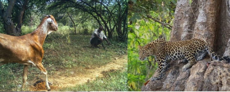 State to release goats in forest as prey for leopards: Minister Naik
