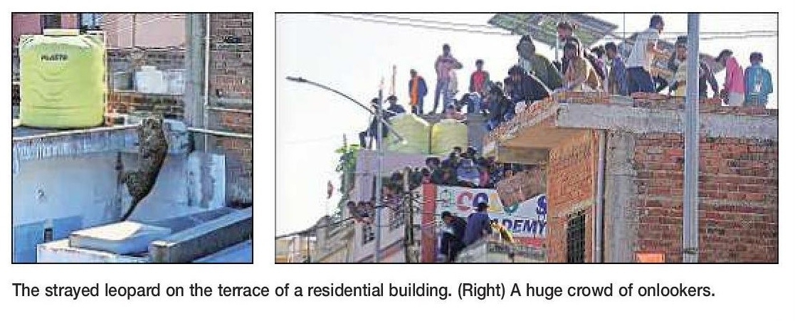 FROM HOUSE TO HOUSE LEOPARD RULES THE ROOST