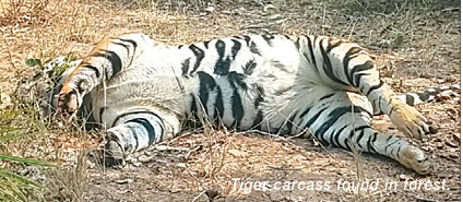 tiger dead