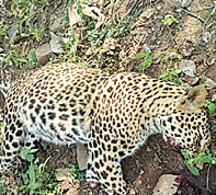 leopard dead