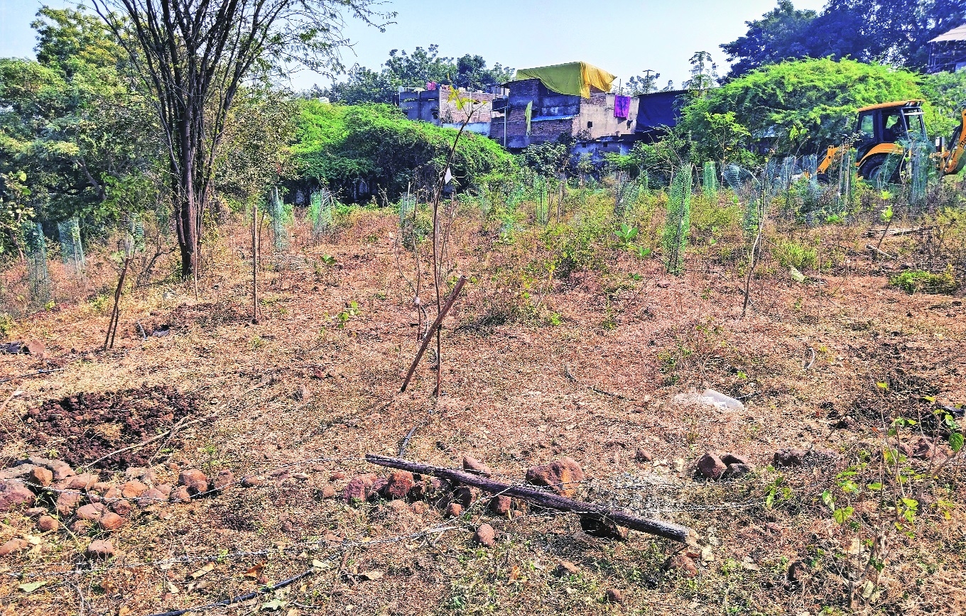 1400 saplings found damaged 