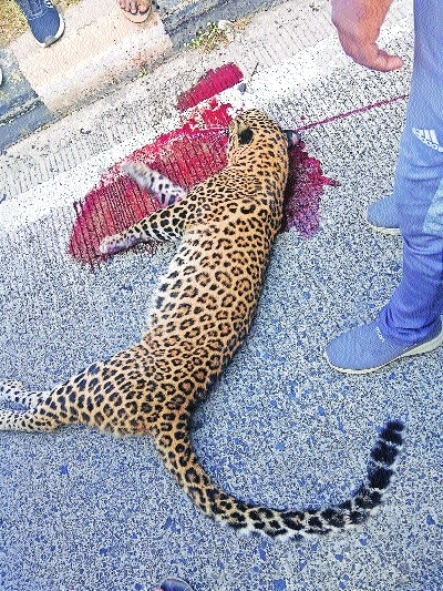 21 leopard deaths in 3 years