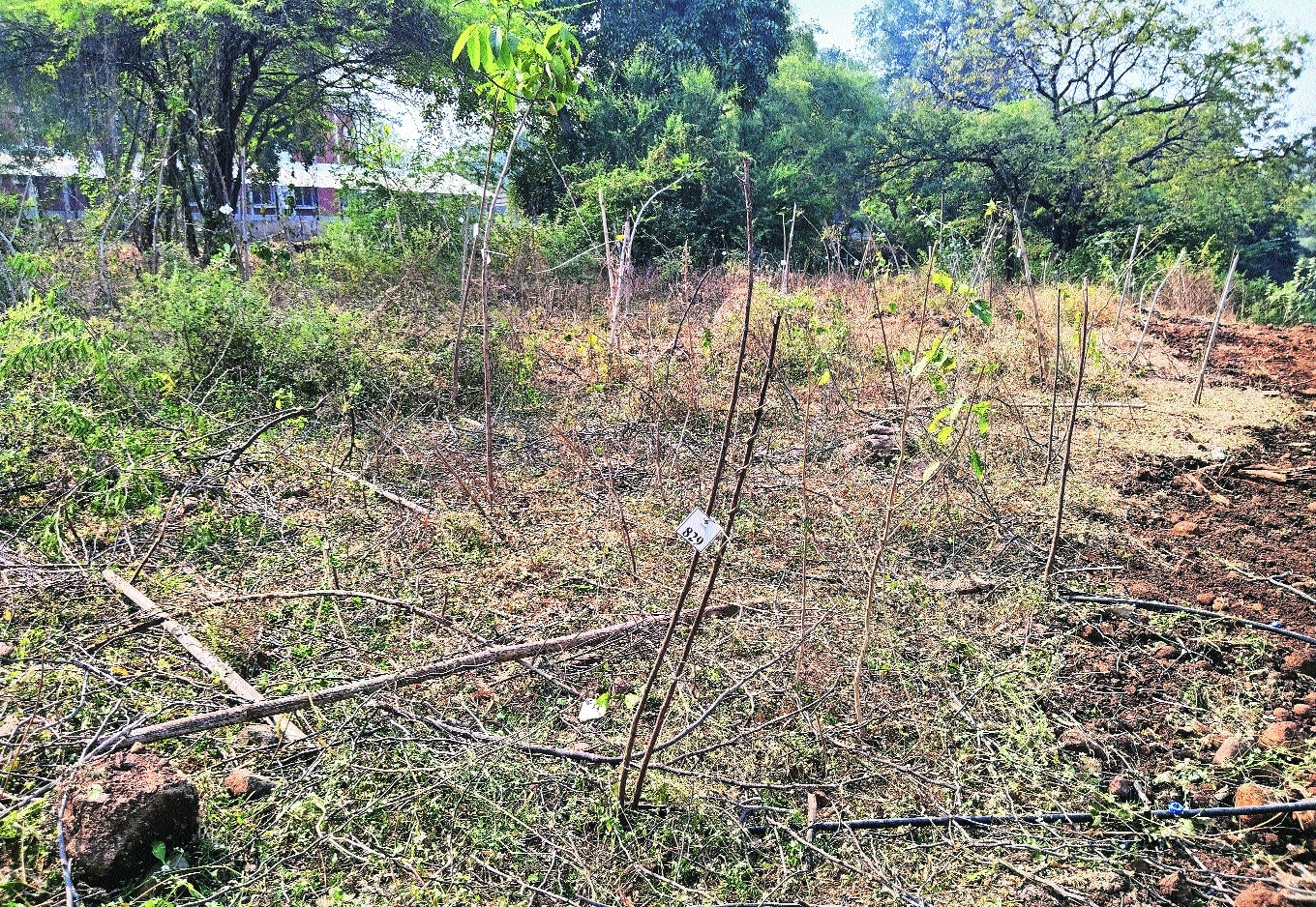 Damage to saplings at Futala site MSIDC shifts blame on stray cattle