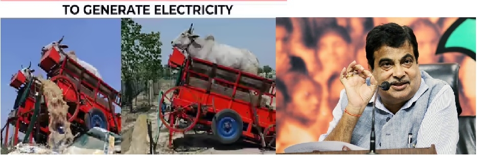 Walking bulls can soon 