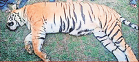tiger dead