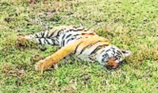 Second on the list first in concern Maharashtra logs 36 tiger deaths in 2025