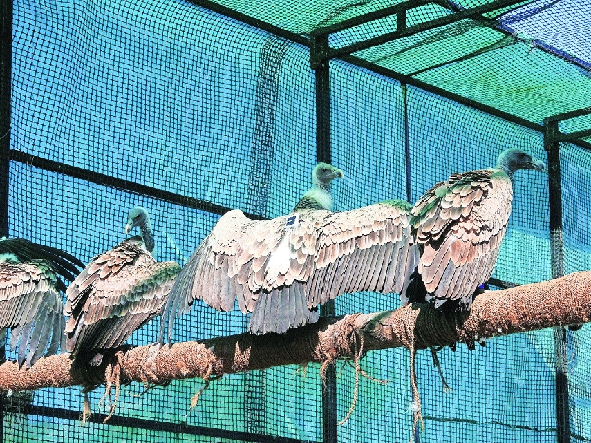 15 Long-billed Vultures Geo-tagged, released from Melghat aviary