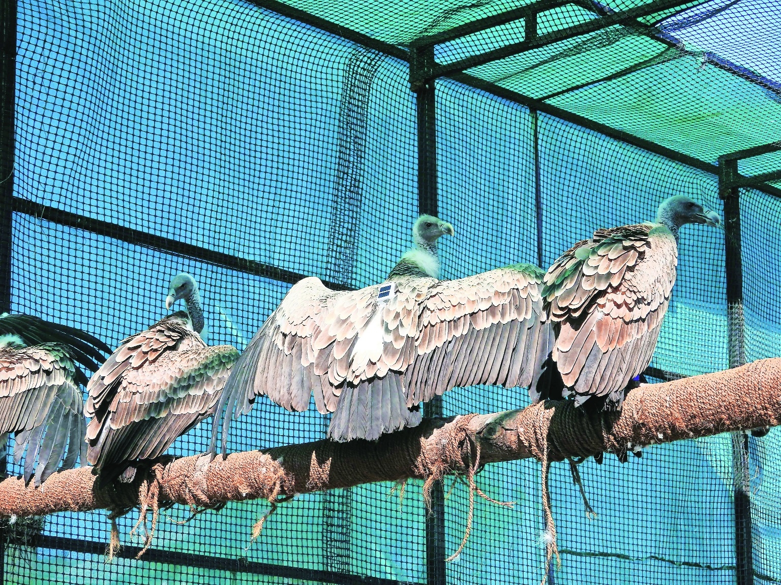 Man-animal conflict dominated the year Vulture conservation a positive sign in State