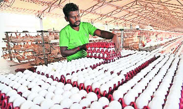 Egg prices at a record