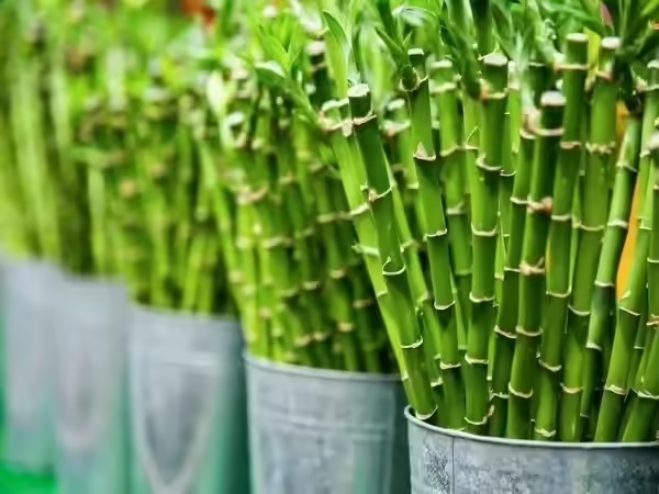 Mah makes bamboo biomass blending mandatory in energy projects