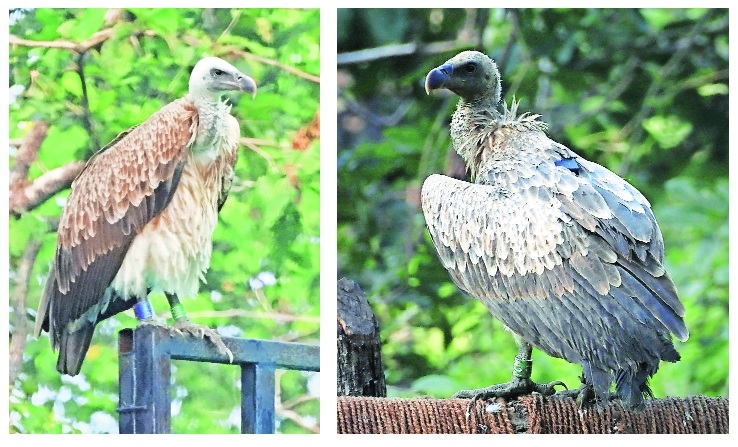 The Long Billed Vultures N-24 and N-01