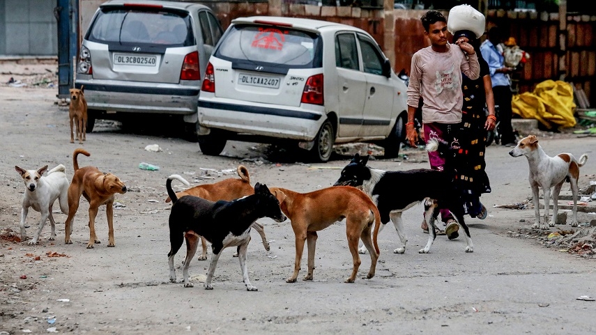 Delhi teachers to be appointed nodal for stray dogs