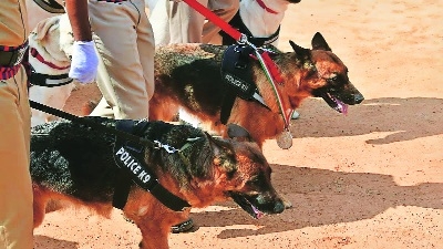 New Year under police watch Sniffer dogs to hunt drugs