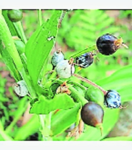 The   Vaijayanti Mala Beads