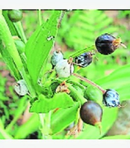 The  Vaijayanti Mala Beads