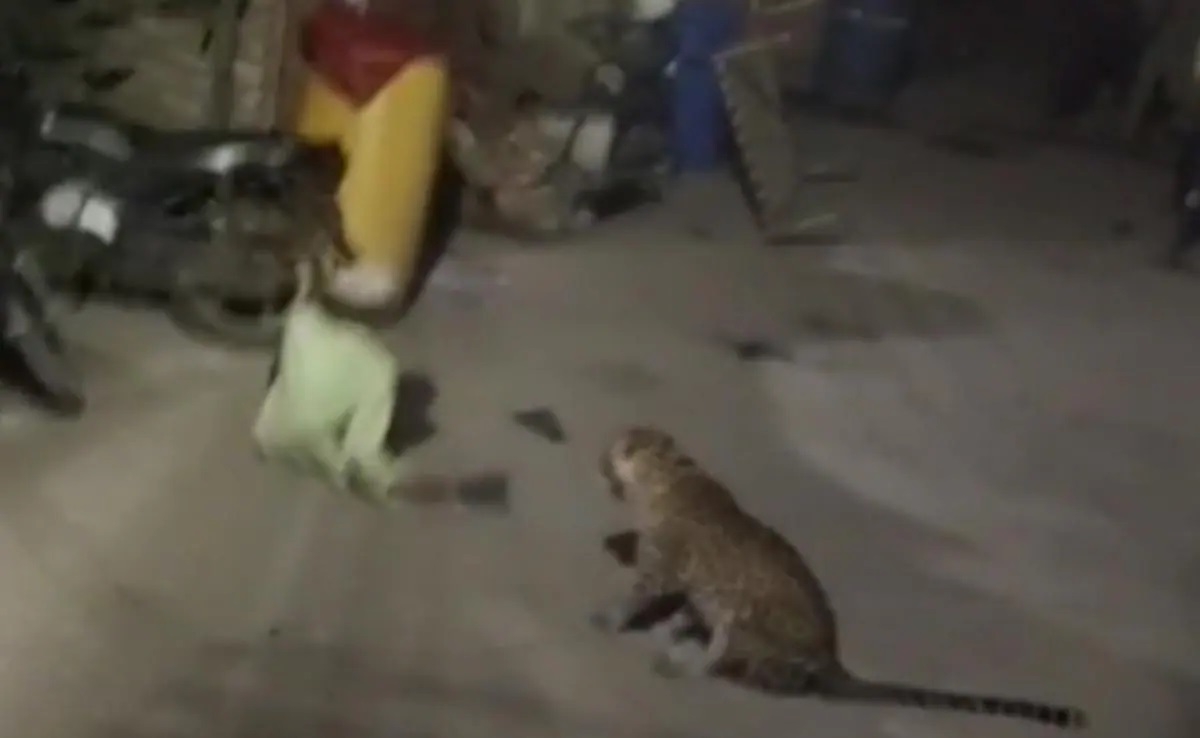 Leopard sighting in Pardi Shankarpur areas 