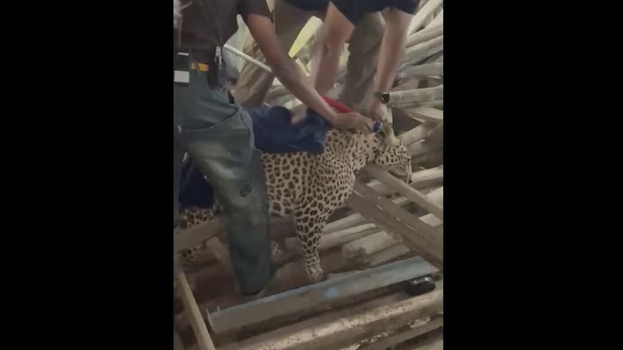 State urges Centre to shift leopard to