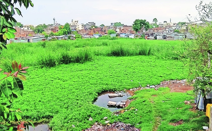 Lendi Talao on brink of extinction