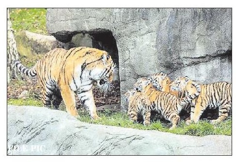 Legacy of Badi Maas lineage