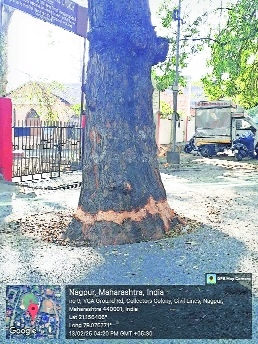 100-year-old heritage tree near Bishop Cotton School choked - The Hitavada
