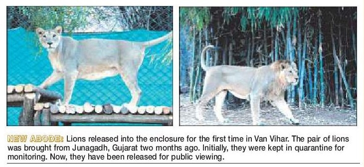 Asiatic Lions Lions roam 