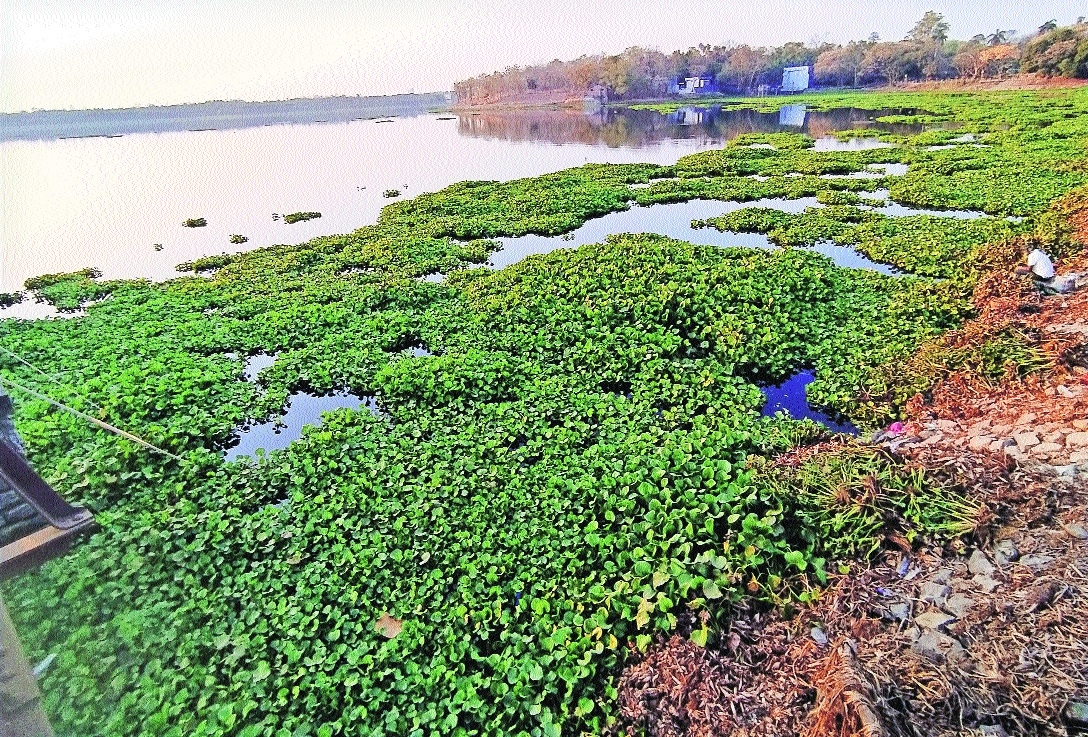 AMBAZARI LAKE HIGH on WEED3