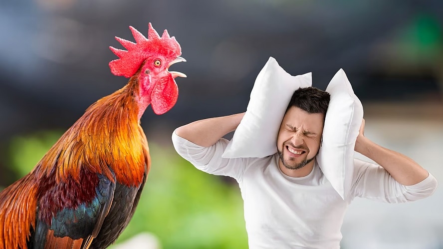 Kerala man files complaint over noisy rooster