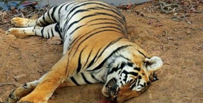 41 tigers poached in last 5 years in Maharashtra