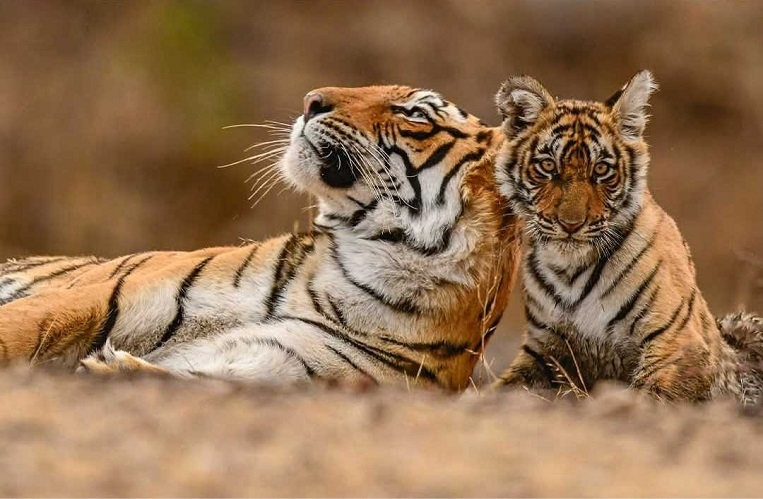  the worlds tigers