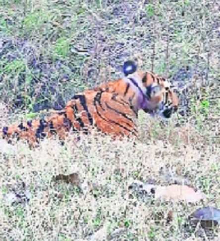 Tigress with snare  in neck 