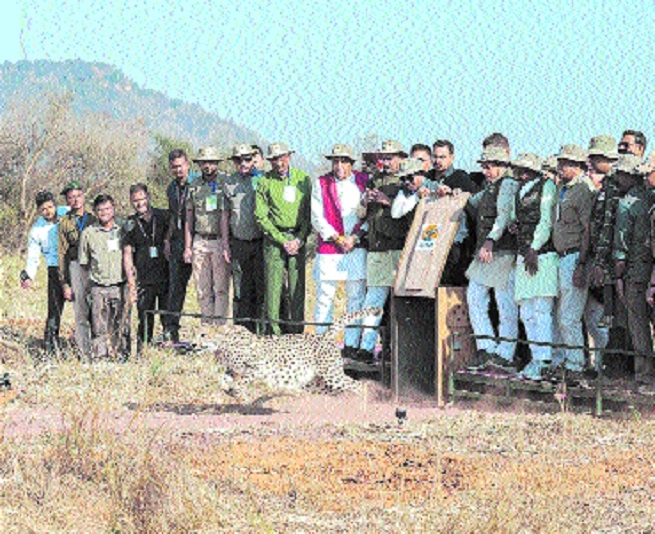 A cheetah  CM Dr Mohan Yadav