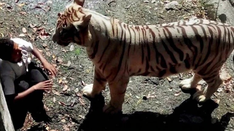 Tigers attacking humans