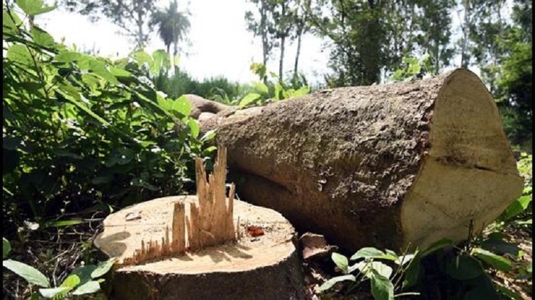 Illegal teak tree felling case