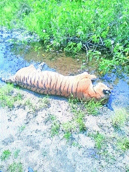 Tiger poached in Khapa Forest range