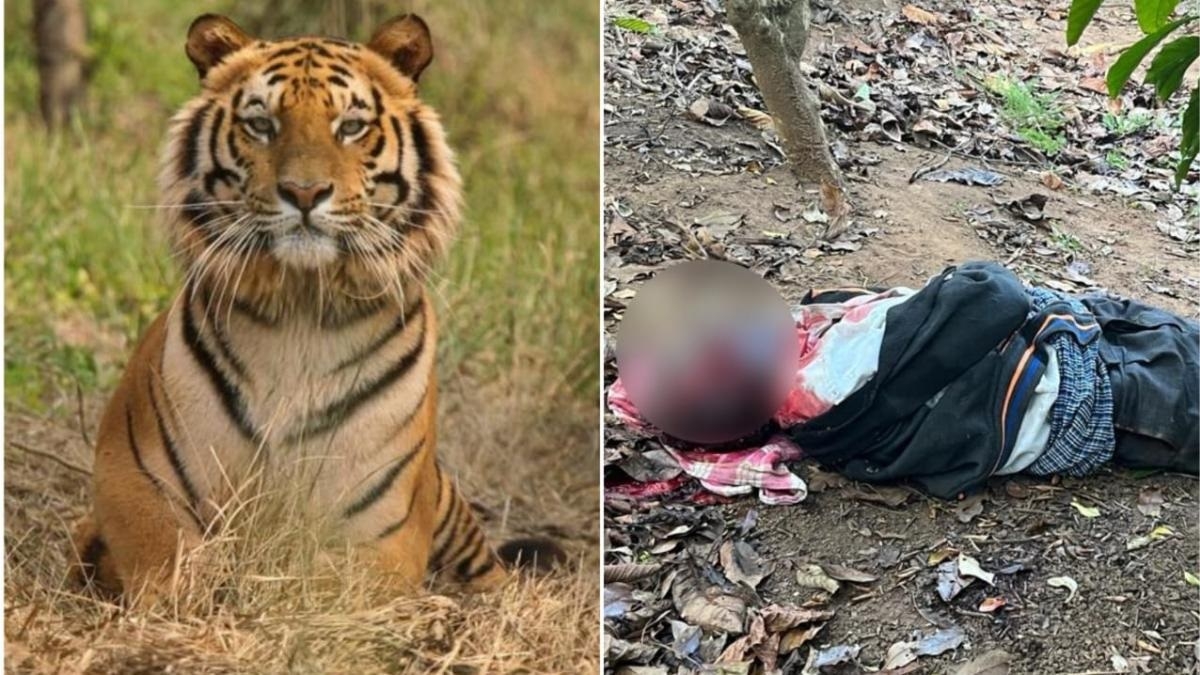  tiger attacks on humans in Gadchiroli