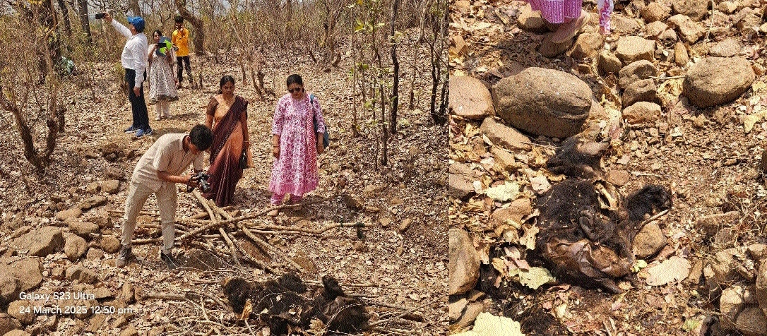 Carcass of mother bear