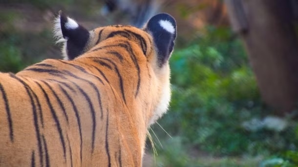 Over 60 tigers killed in various reserve