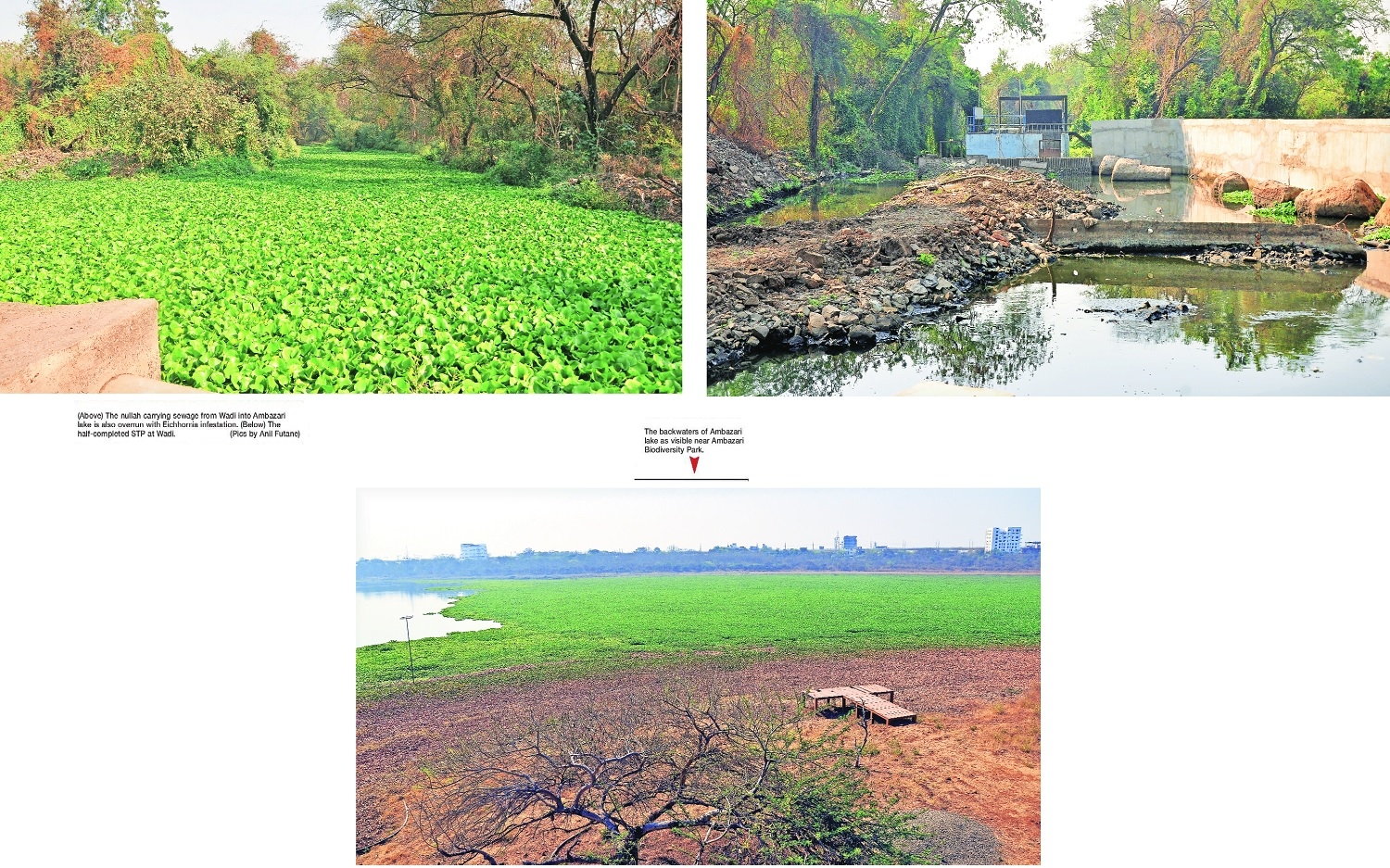 No respite from Eichhornia in Ambazari lake