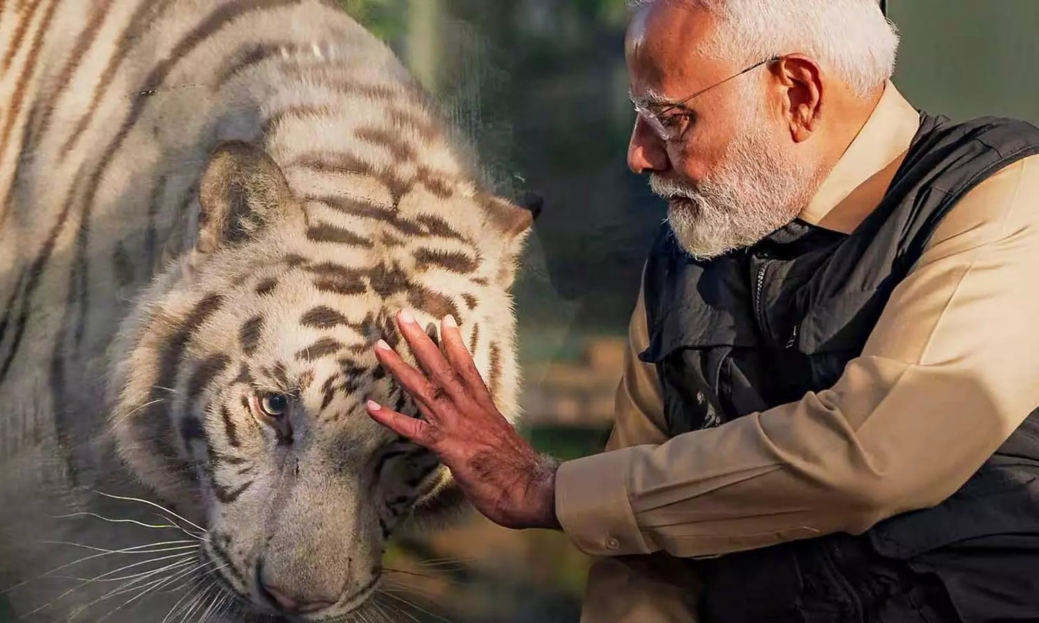 PM Modi tiger with another tiger
