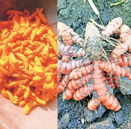 Golden spice powers rural livelihood