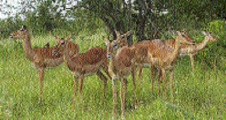 Pench tops in density of ungulate wildlife in country