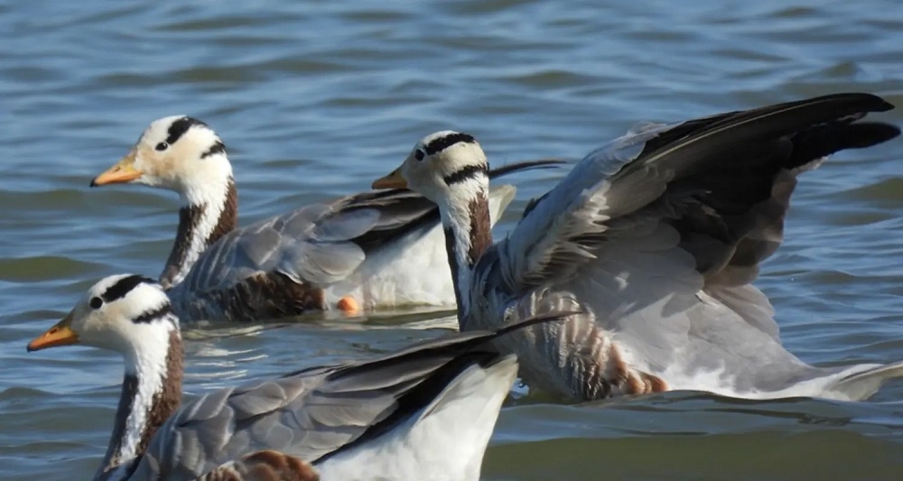 2 bar-headed geese tagged with GSM-GPS