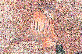 Tiger carcass